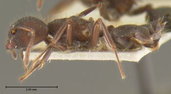Media type: image; Entomology 8948   Aspect: habitus lateral view
